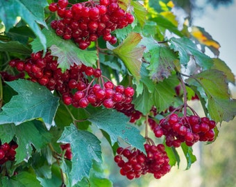 80 Seeds Red Elderberry (Sambucus Racemosa) | Tree Shrub Fruit Berry