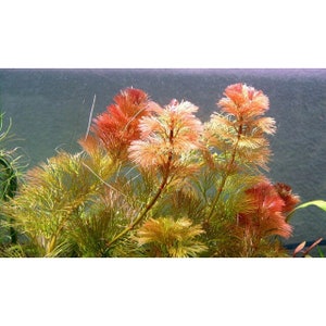 Red Cabomba Piauhyensis Furcata Fanwort Bunch Live Aquarium Plants image 2
