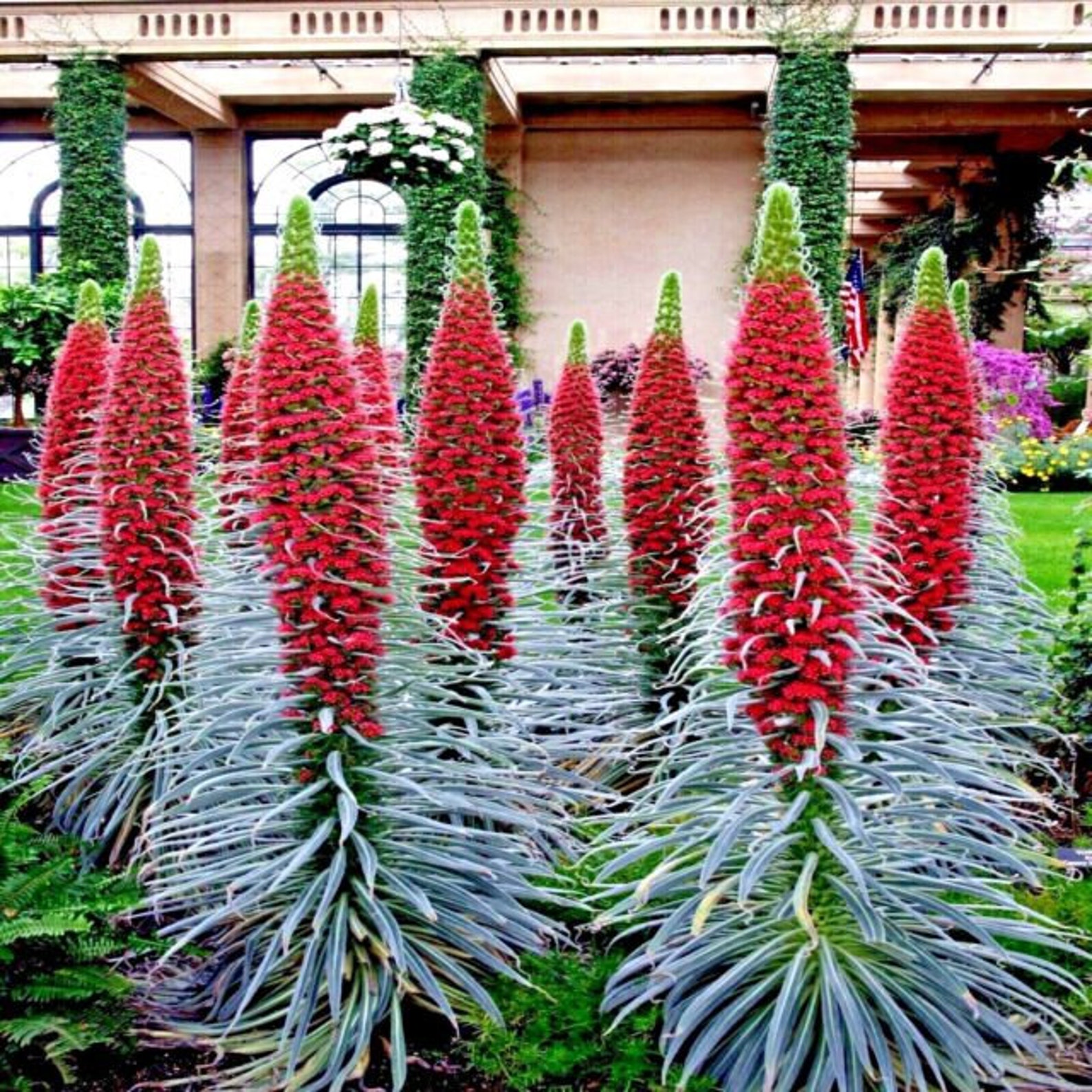 20 TOWER OF JEWELS Seeds echium Wildpretii Garden Flower Etsy