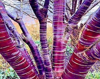 10 seeds Tibetan Paper Birchbark Cherry Tree Seeds Prunus serrula Hardy Shiny Bark Plant