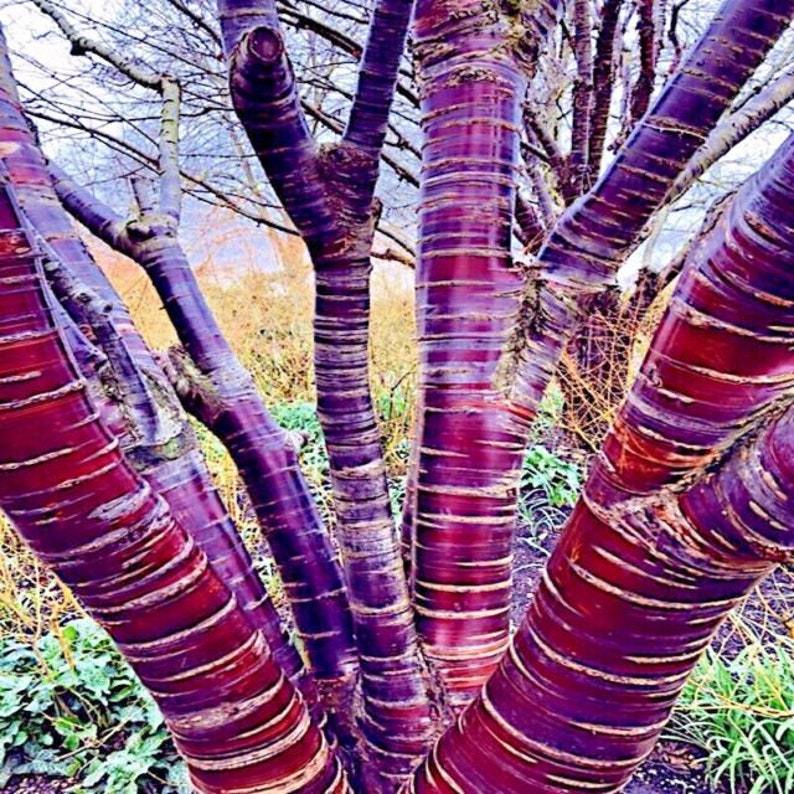 10 seeds Tibetan Paper Birchbark Cherry Tree Seeds Prunus serrula Hardy Shiny Bark Plant image 1