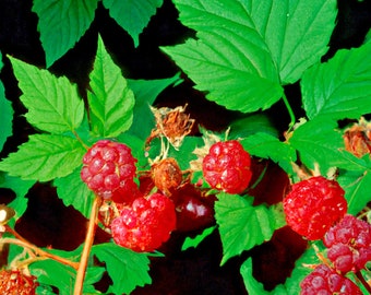 50+ Seeds Thimbleberry (Rubus parviflorus) Flowering Raspberry Sweet Berry Fruit