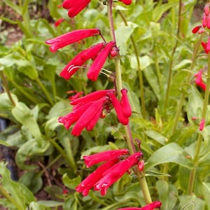 Non-GMO Eaton&#39;s Red Penstemon, Hummingbird Perennial Seeds, USA Beardtongue, 200 Seeds for Gardening