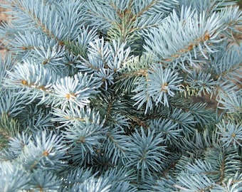 50 Seeds Colorado Blue Spruce (Picea pungens glauca)