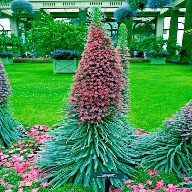 20 TOWER OF JEWELS Seeds echium Wildpretii Garden Flower Etsy