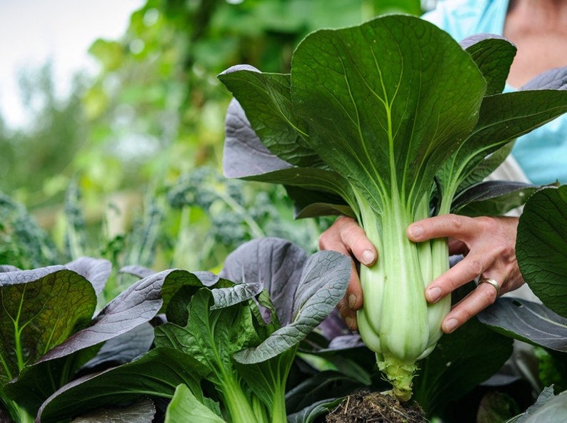 800 Pak Choi Chinese Cabbage Bok Choy Seeds USA Non-GMO Fresh Garden Seeds image 2