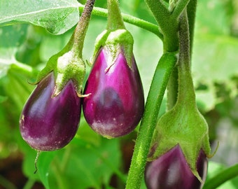 200+ Eggplant High-quality Seeds Fresh Garden USA Non-GMO