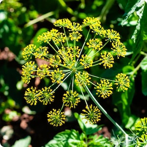 50+ Bouquet Dill Seeds, NON-GMO Dill Seeds, Fresh Heirloom Garden Seeds, Herb Gardening, Culinary Dill, Seed Pack