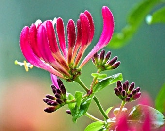 20 Pink Honeysuckle Seeds Flowering Vine, Climbing Flower Shrub