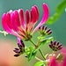 see more listings in the Live Plants & Seeds section