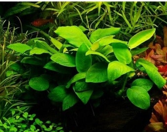 Anubias Nana Petite Live Aquarium Plants fish tank planted tank