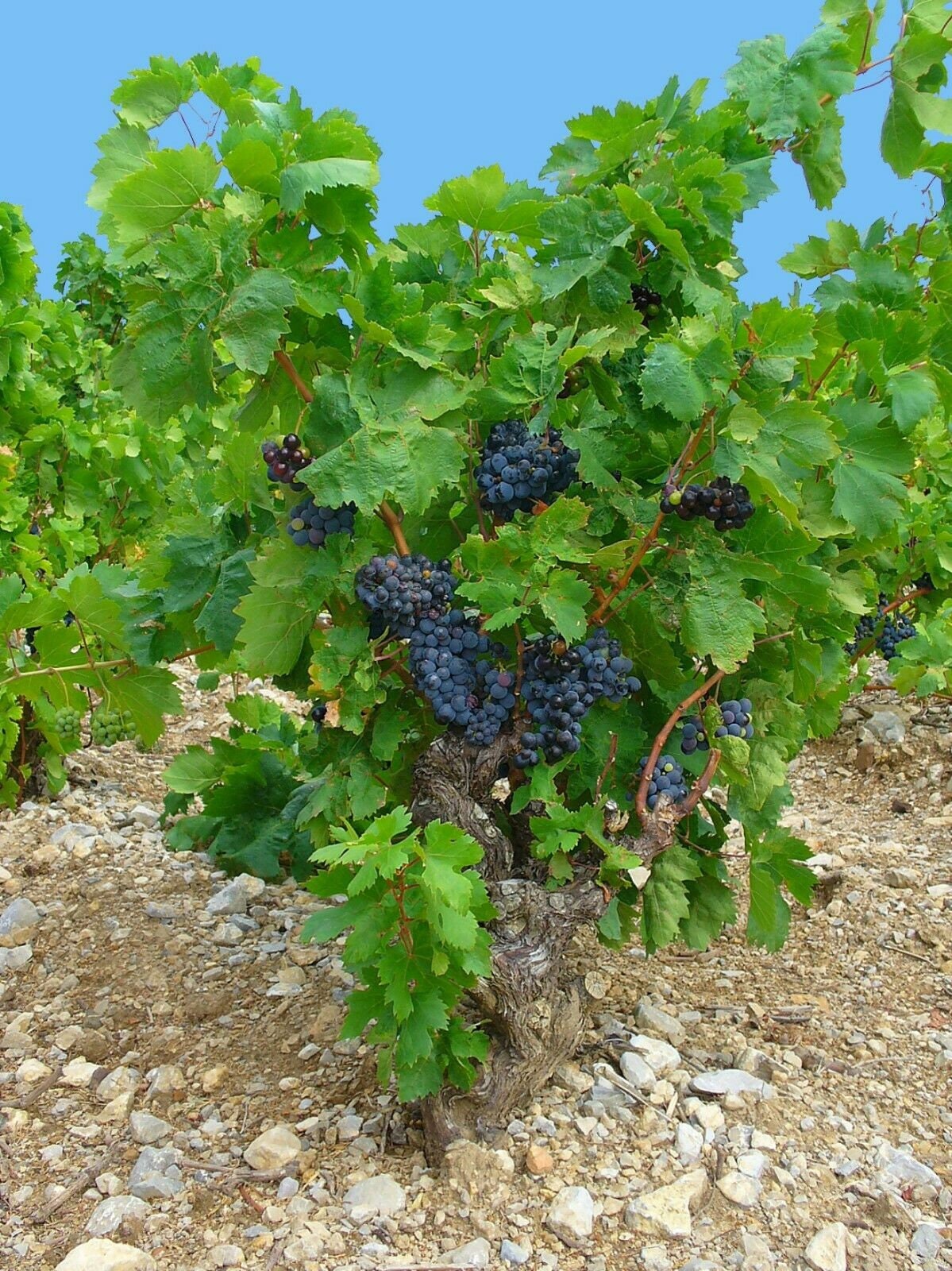20+ Wine Grape High-quality Seeds Vitis Vinifera Garden Non 20+ Wine Grape High-quality Seeds Vitis Vinifera Garden Non
