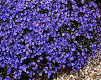 50+ Veronica Creeping Blue Speedwell Perennial Flower Seeds Great Cut Flower Garden