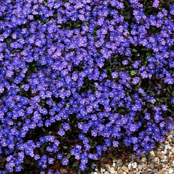 50+ Veronica Creeping Blue Speedwell Perennial Flower Seeds Great Cut Flower Garden