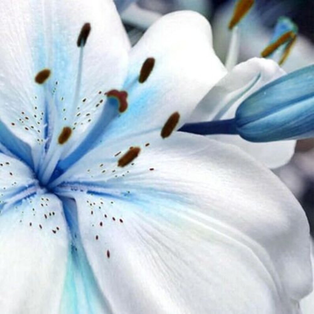 50 Seeds Blue Lily / Blue Rare Lily Plant Seeds Potted. 