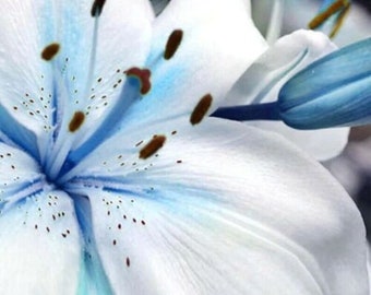 50+ Seeds Blue Lily / blue Rare Lily Plant Seeds Potted.