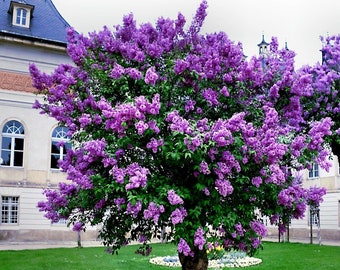 20 Common Lilac Purple Flower Tree Seeds