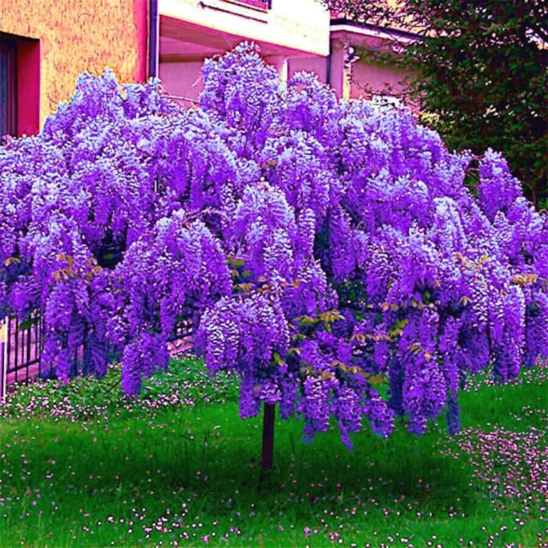 5 Chinese Wisteria Tree Seeds Fast Climber Flower Vine, Cold Hardy