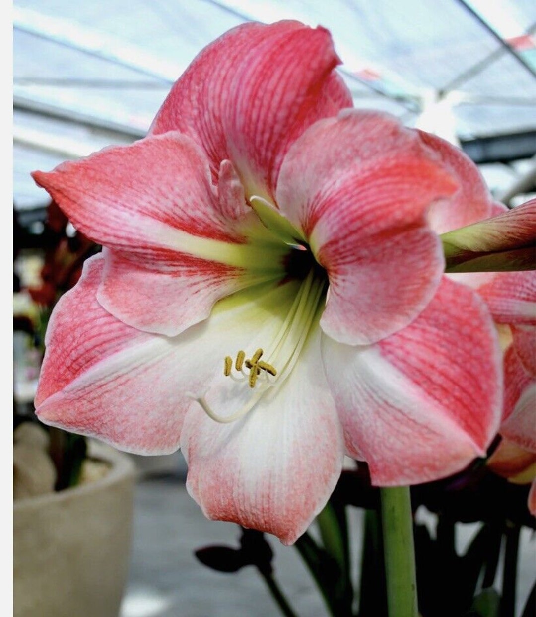 美品 ADEAM Amaryllis アマリリス フリル カットソー ホワイト 美品 ADEAM Amaryllis アマリリス フリル カットソー ホワイト