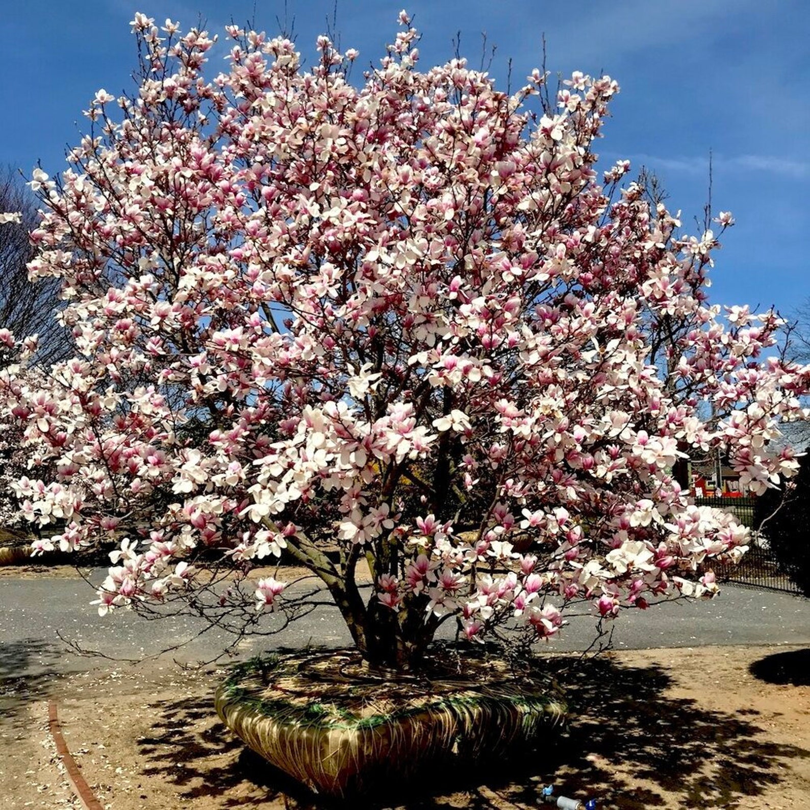 10 Saucer Magnolia Seeds Magnolia X Soulangeana Garden Etsy