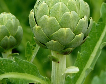 50+ Artichoke High-quality Seeds Fresh Vegetable Garden Non-GMO