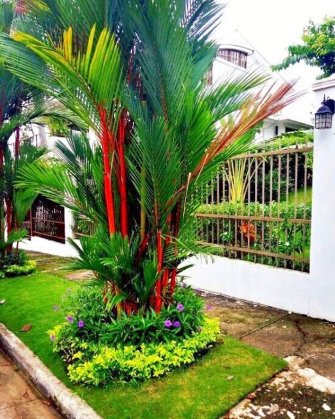 10 Red Sealing Wax LIPSTICK PALM Tree Seeds cyrtostachys Renda House
