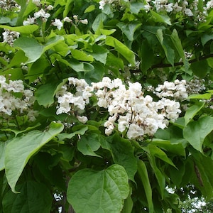 50 Northern Catalpa Tree High-quality Seeds Catalpa Speciosa Garden Non-GMO image 7