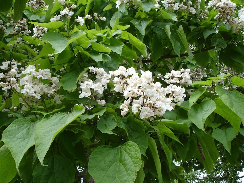 50 Northern Catalpa Tree High-quality Seeds Catalpa Speciosa Garden Non-GMO image 7