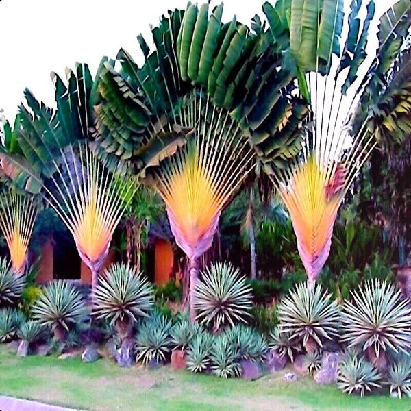 10 Seeds TRAVELERS Palm Tree Seeds (Ravenala madagascariensis) Bird of Paradise Plant