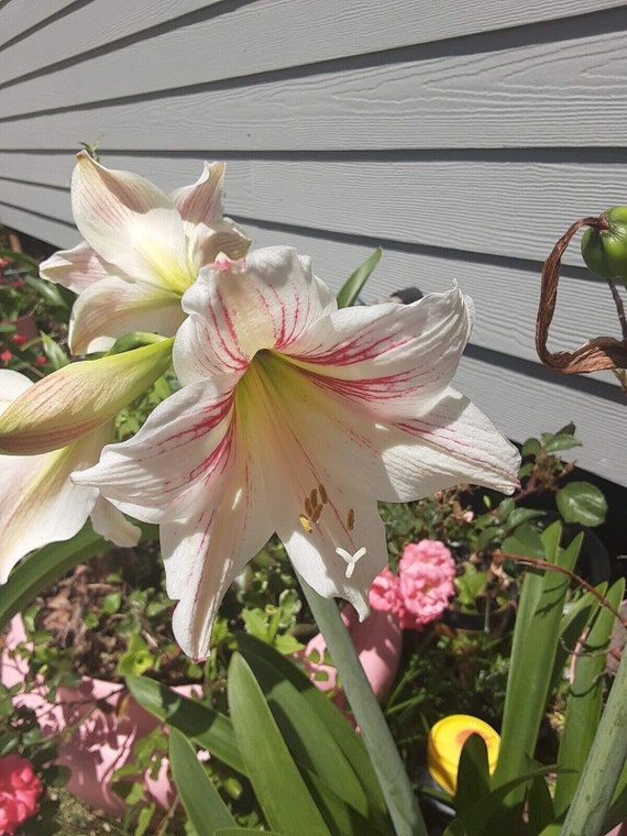 20.5” Jumbo Amaryllis Heirloom Rare Apple Blossom Bulb - Etsy