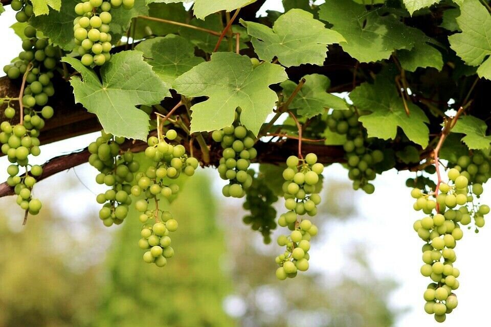 20+ Wine Grape High-quality Seeds Vitis Vinifera Garden Non 20+ Wine Grape High-quality Seeds Vitis Vinifera Garden Non