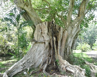 50 Seeds Sacred Fig Peepul Tree Seeds (Ficus religiosa)