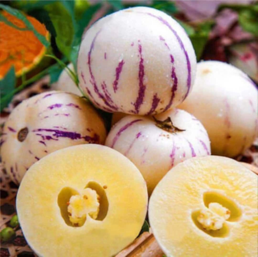 Pepino Melon Seed Melon Pear or Sweet Cucumber Exotic Fruit 10 Seeds Etsy