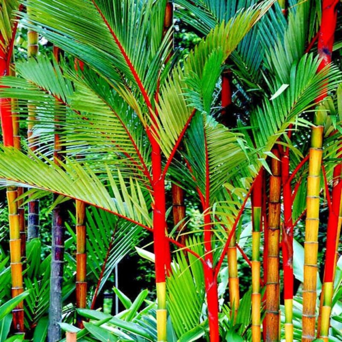 10 Red Sealing Wax LIPSTICK PALM Tree Seeds cyrtostachys Etsy