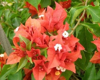 Bougainvillea - 'Flame' Live Plant