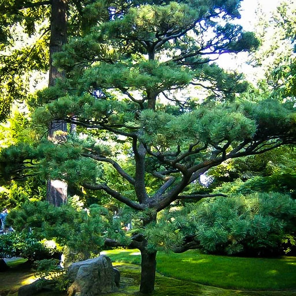 15+ Japanese Black Pine Tree Seeds Pinus thunbergii Garden Non-GMO