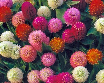 40+ Gomphrena Audray Mix Flower Seeds Annual Heat & Drought Tolerant Garden