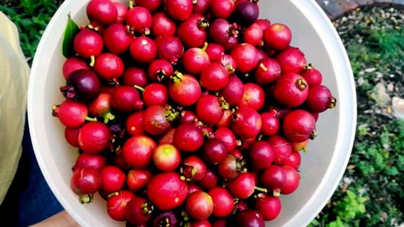 PSIDIUM CATTLEIANUM ROSSO (GUAYABITO FRAGOLA) – Oasi Tropicale In Valcuvia