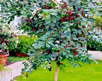 20 Strawberry Guava Tree Seeds (Psidium cattleianum) Edible Garden Fruit Plant
