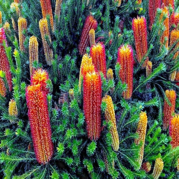 10 Lantern Banksia Tree Seeds "Fireworks" Exotic Flowering House Plant RARE