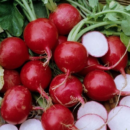 300 Radish Highquality Seeds Garden Fresh USA Nongmo Etsy
