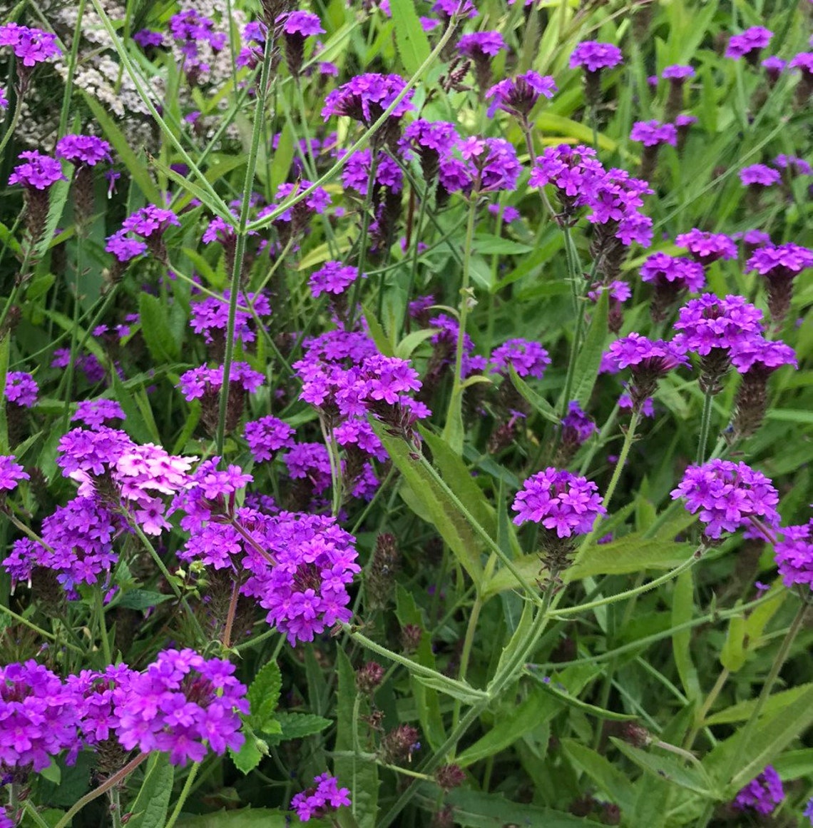 35 Verbena Blue Lagoon Perennial Flower Seeds Deer Resistant Etsy