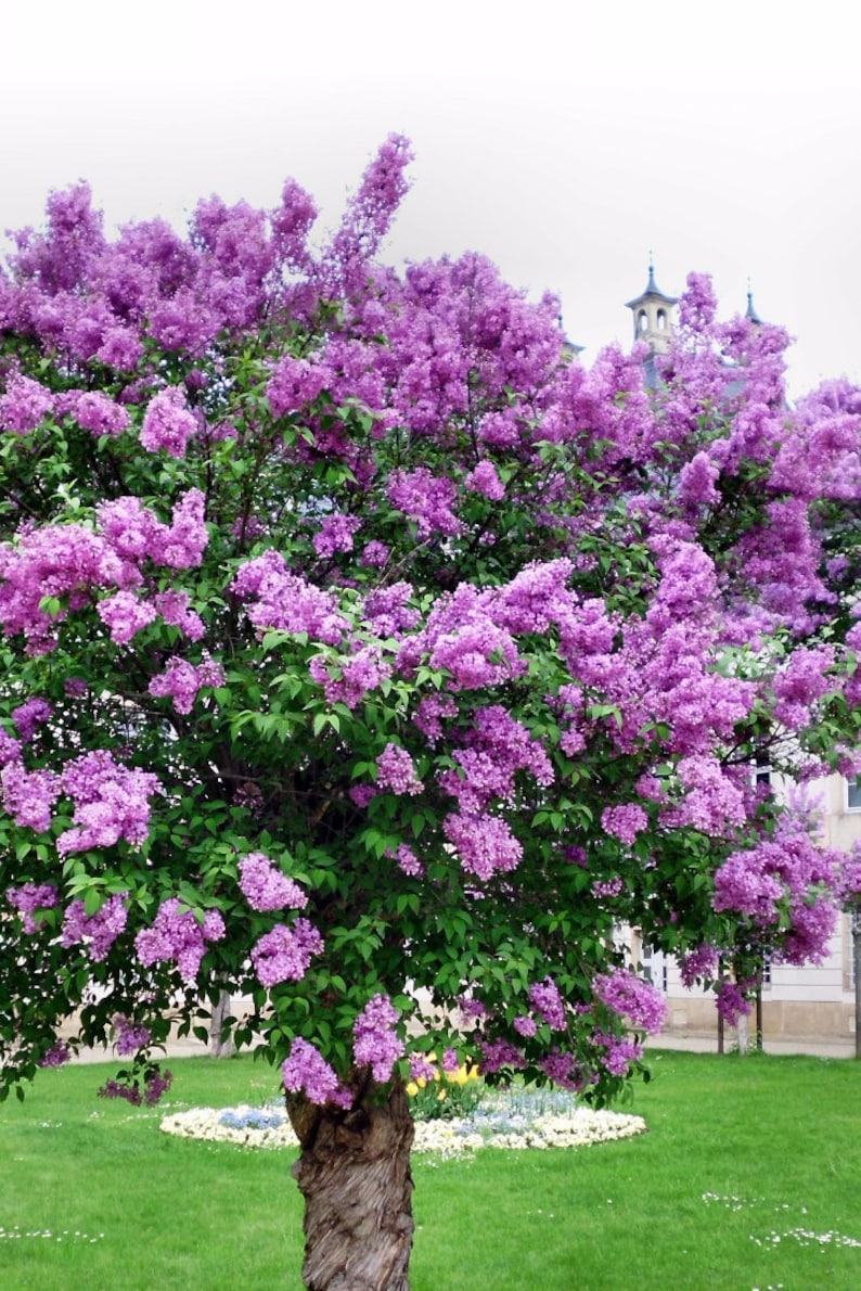 25 Japanese Tree Purple Lilac Seeds Perennial Powerful Lovely Etsy
