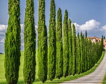 25+ Italian Cypress High-quality Seeds Cupressus sempervirens Garden Non-GMO