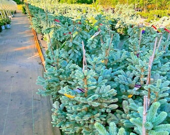 40 COLORADO Blue Spruce Tree Seeds "Glauca" Cold Hardy Bonsai Plant