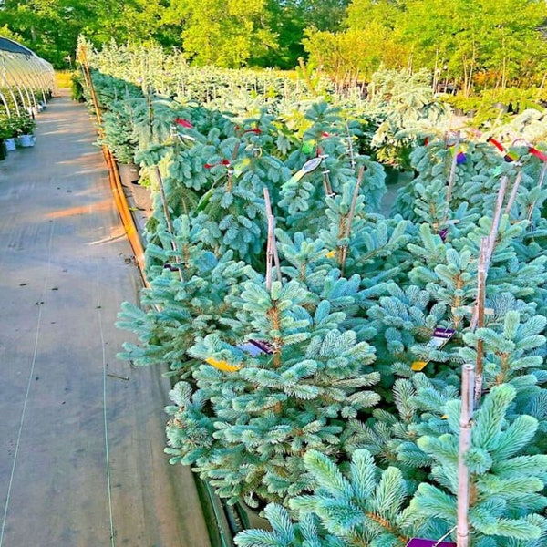 40 COLORADO Blue Spruce Tree Seeds "Glauca" Cold Hardy Bonsai Plant