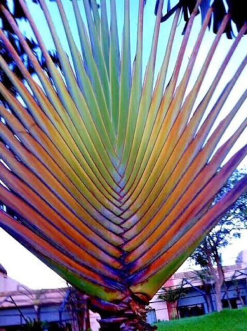10 Seeds TRAVELERS Palm Tree Seeds ravenala Madagascariensis Etsy