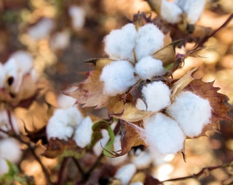 50 SEEDS WHITE COTTON Gossypium