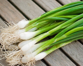 350+ Evergreen White Bunching Onion Seeds Fresh Garden Non-GMO