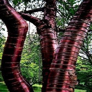 10 seeds Tibetan Paper Birchbark Cherry Tree Seeds Prunus serrula Hardy Shiny Bark Plant image 5